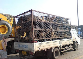 Εκατοντάδες σκυλιά που προορίζονταν για έδεσμα σε Κινέζικα εστιατόρια σώθηκαν λίγο πριν φτάσουν στα πιάτα των εστιατορίων - Φωτογραφία 1