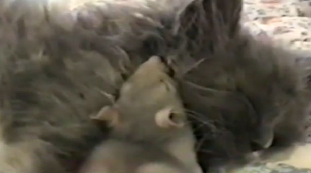 VIDEO: Γάτα και ποντίκι κοιμούνται αγκαλιά .... και όμως γίνεται! - Φωτογραφία 1