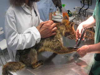 Βάζουν θηλιές - παγίδες για τις αλεπούδες και στη Νέα Μάκρη - Φωτογραφία 1