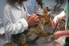 Βάζουν θηλιές - παγίδες για τις αλεπούδες και στη Νέα Μάκρη