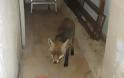Βάζουν θηλιές - παγίδες για τις αλεπούδες και στη Νέα Μάκρη - Φωτογραφία 2