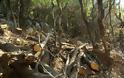 Καταστρέφουν τα δάση για καυσόξυλα