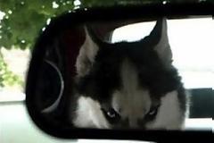 Όταν τα ζώα παίρνουν «δαιμονικά» βλέμματα!