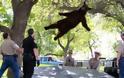 Θεαματική πτώση αρκούδας από δέντρο ύψους 4 μέτρων - Φωτογραφία 1