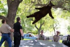 Θεαματική πτώση αρκούδας από δέντρο ύψους 4 μέτρων