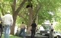 Θεαματική πτώση αρκούδας από δέντρο ύψους 4 μέτρων - Φωτογραφία 3