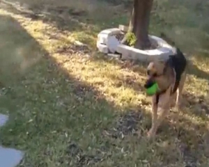 VIDEO: Στρατιώτης κάνει γλυκιά φάρσα στο σκύλο του! - Φωτογραφία 1