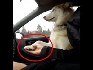 Σκύλος θέλει να του κρατάνε το «χέρι» στο αυτοκίνητο! (Video) - Φωτογραφία 1