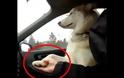 Σκύλος θέλει να του κρατάνε το «χέρι» στο αυτοκίνητο! (Video)