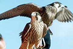 Γεράκια – προστάτες αεροπλάνων!