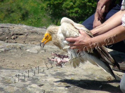 Απελευθερώθηκε σήμερα στα Τρίκαλα Γύπας που είναι είδος προς εξαφάνιση - Φωτογραφία 3