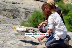 Απελευθερώθηκε σήμερα στα Τρίκαλα Γύπας που είναι είδος προς εξαφάνιση