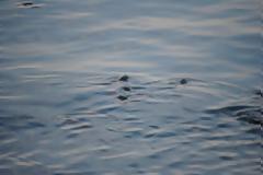 Γέμισε το λιμάνι στην Σκόπελο από κοπάδια ψαριών