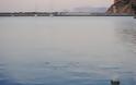 Γέμισε το λιμάνι στην Σκόπελο από κοπάδια ψαριών - Φωτογραφία 4