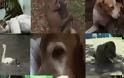 VIDEO: Όταν τα ζώα υιοθετούν άλλα ζωάκια