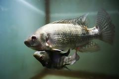 Σιαμαία ψάρια ζουν σε ενυδρείο της Μπανγκόκ!