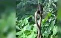 Απίστευτο βίντεο! Γιγάντια αράχνη τρώει φίδι!