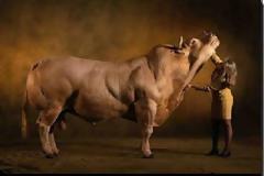 Τα πιο μυώδες ζώα που έχετε δει ποτέ!