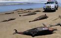Τι συμβαίνει με τα καμένα δελφίνια και τους πελεκάνους στο Περού;