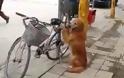 Ένας σκύλος - φύλακας των ποδηλάτων