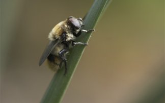 ΑΠΙΣΤΕΥΤΟ: Το κεντρί της μέλισσας σκότωσε 48χρονη! - Φωτογραφία 1