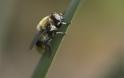 ΑΠΙΣΤΕΥΤΟ: Το κεντρί της μέλισσας σκότωσε 48χρονη!