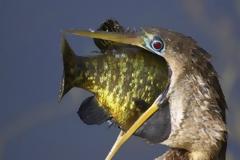 Οι πιο εντυπωσιακές φωτογραφίες ζώων της εβδομάδας