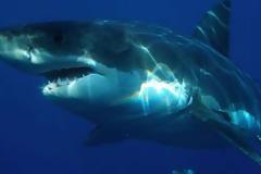 20 πράγματα πιο θανατηφόρα από τους καρχαρίες !