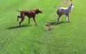 Επικό βίντεο με σκύλο να προσπαθεί να επιτεθεί σε λύκο!