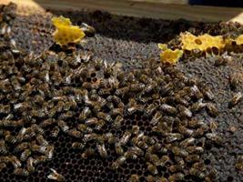 Ηλικιωμένη πέθανε από τσιμπήματα μελισσών στην Κροατία - Φωτογραφία 1