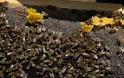 Ηλικιωμένη πέθανε από τσιμπήματα μελισσών στην Κροατία