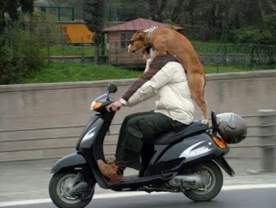FUNNY: Εκτελούνται μεταφορές σκύλων...(PICS) - Φωτογραφία 1