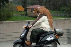 FUNNY: Εκτελούνται μεταφορές σκύλων...(PICS)