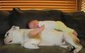 Μπουλντόγκ νανουρίζει το μωρό του σπιτιού! [video]