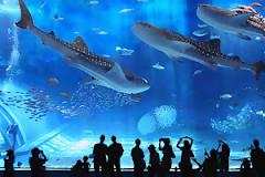 Ένα μαγικό «ταξίδι» στο βαθύ γαλάζιο!