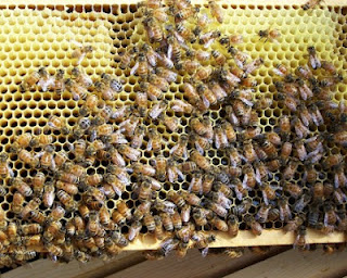 Πέθανε 74χρονη όταν της επιτέθηκε σμήνος μελισσών - Φωτογραφία 1