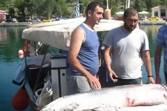 ΔΕΙΤΕ: Έπιασαν ξιφία βάρους 100 κιλών στο Γαλαξίδι