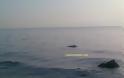 Νεκρό δελφίνι στην περιοχή αεροδρομίου Μυτιλήνης