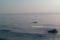 Νεκρό δελφίνι στην περιοχή αεροδρομίου Μυτιλήνης