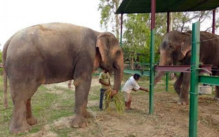 Μετά τα δάκρυα ήρθε... ο έρωτας για τον ελέφαντα που συγκίνησε τον πλανήτη! [photos + video] - Φωτογραφία 1