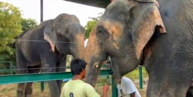 Μετά τα δάκρυα ήρθε... ο έρωτας για τον ελέφαντα που συγκίνησε τον πλανήτη! [photos + video] - Φωτογραφία 2