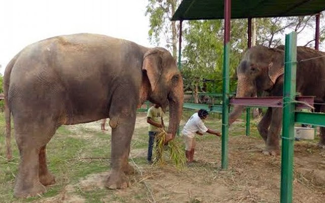 Μετά τα δάκρυα ήρθε... ο έρωτας για τον ελέφαντα που συγκίνησε τον πλανήτη! [photos + video] - Φωτογραφία 3