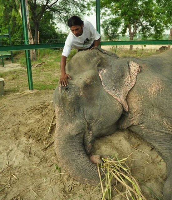 Μετά τα δάκρυα ήρθε... ο έρωτας για τον ελέφαντα που συγκίνησε τον πλανήτη! [photos + video] - Φωτογραφία 5