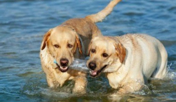 Υπουργείο Ναυτιλίας: Σε ερημικές παραλίες τα σκυλιά μέχρι νεοτέρας - Φωτογραφία 1