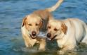 Υπουργείο Ναυτιλίας: Σε ερημικές παραλίες τα σκυλιά μέχρι νεοτέρας