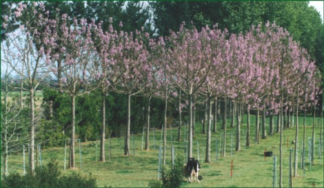 Παουλόβνια: Τι είναι αυτό το δένδρο που θεωρείται καλλιέργεια του μέλλοντος και δίνει έως και 12.000 ευρώ το στρέμμα - Φωτογραφία 1