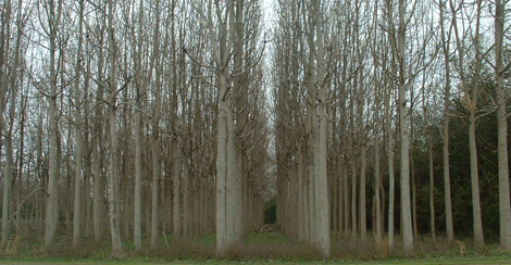 Παουλόβνια: Τι είναι αυτό το δένδρο που θεωρείται καλλιέργεια του μέλλοντος και δίνει έως και 12.000 ευρώ το στρέμμα - Φωτογραφία 12