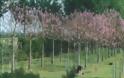 Παουλόβνια: Τι είναι αυτό το δένδρο που θεωρείται καλλιέργεια του μέλλοντος και δίνει έως και 12.000 ευρώ το στρέμμα