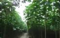 Παουλόβνια: Τι είναι αυτό το δένδρο που θεωρείται καλλιέργεια του μέλλοντος και δίνει έως και 12.000 ευρώ το στρέμμα - Φωτογραφία 10