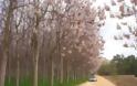 Παουλόβνια: Τι είναι αυτό το δένδρο που θεωρείται καλλιέργεια του μέλλοντος και δίνει έως και 12.000 ευρώ το στρέμμα - Φωτογραφία 3